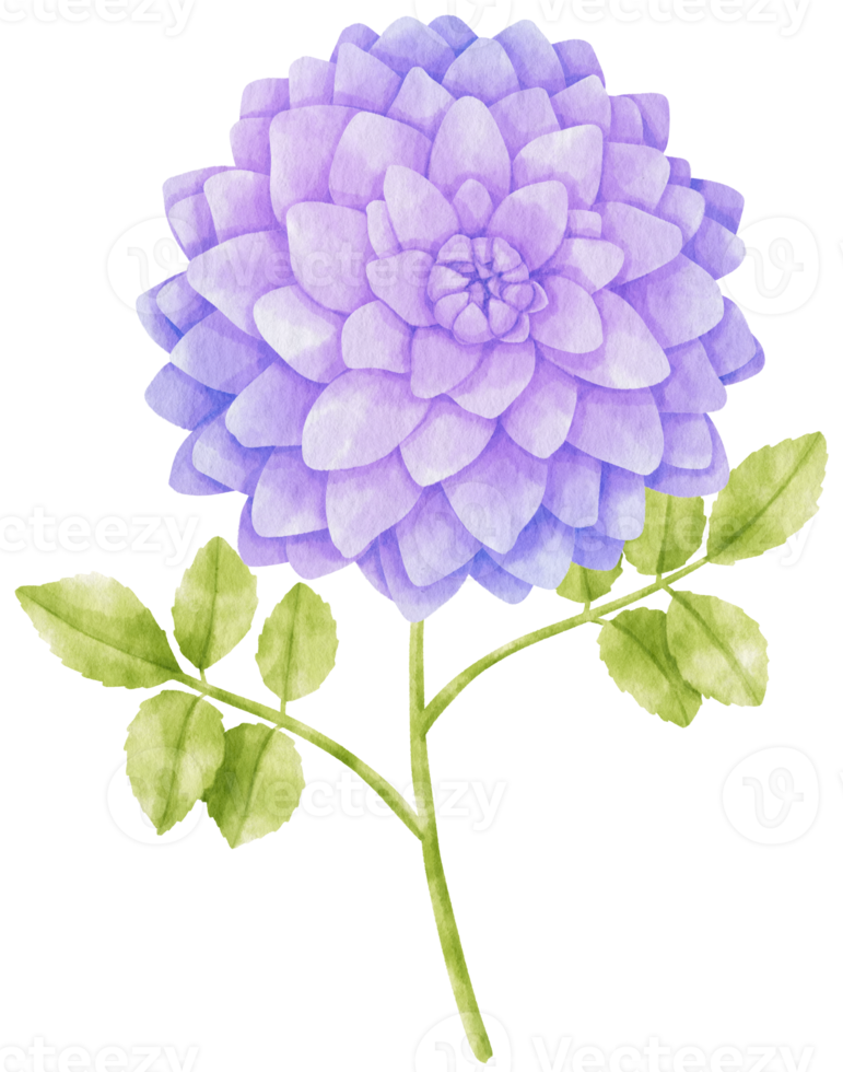 Purple dahlia flowers watercolor illustration png