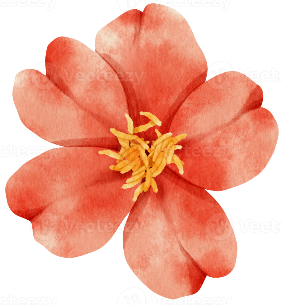 illustration aquarelle de fleurs rouges png