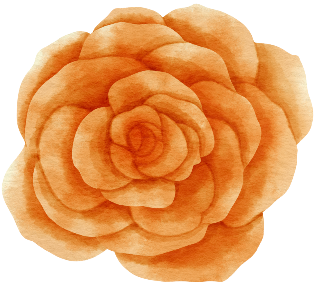 Orange rose flower watercolor painted for Decorative Element png