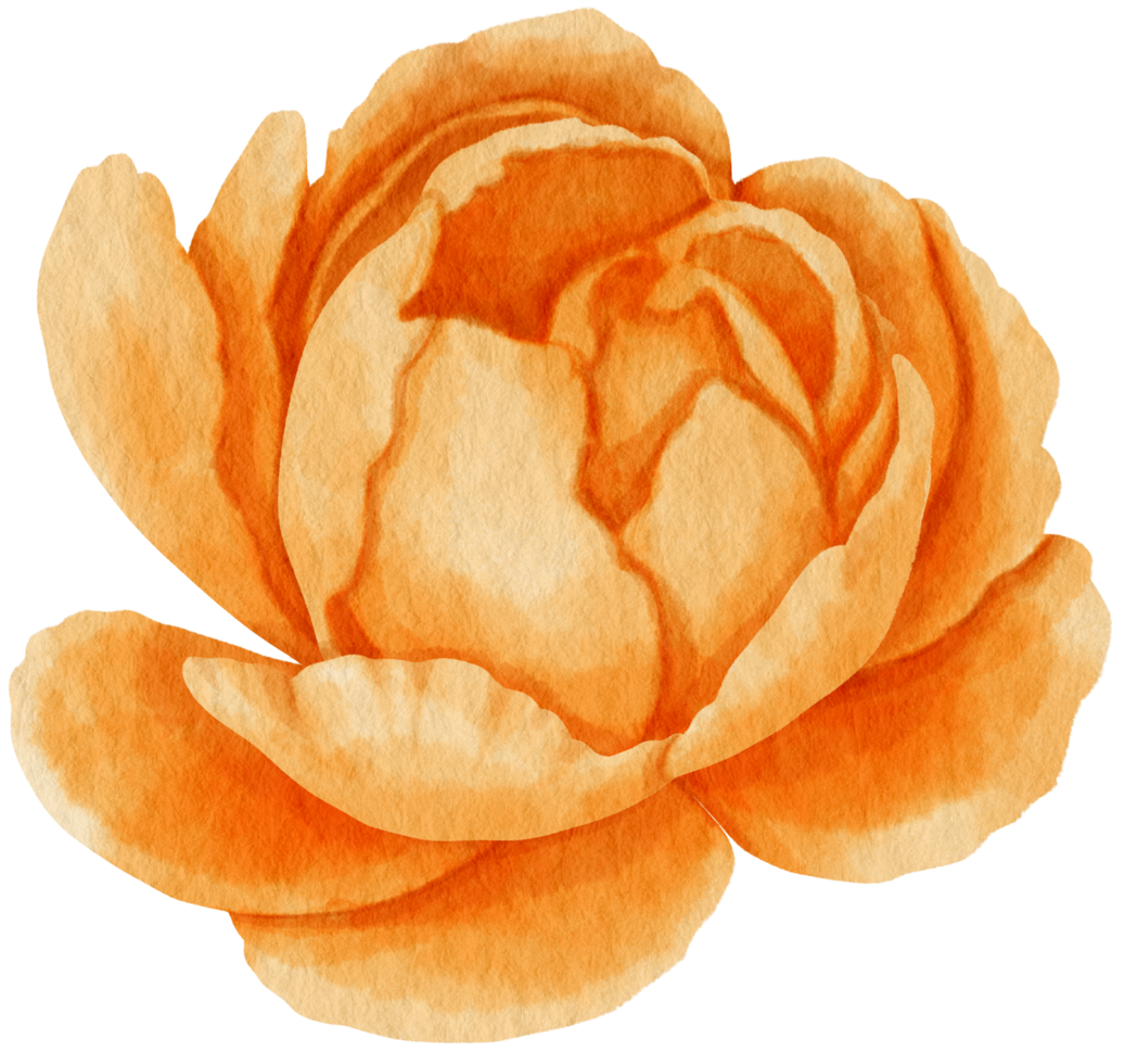 Orange flower watercolor style for Decorative Element png