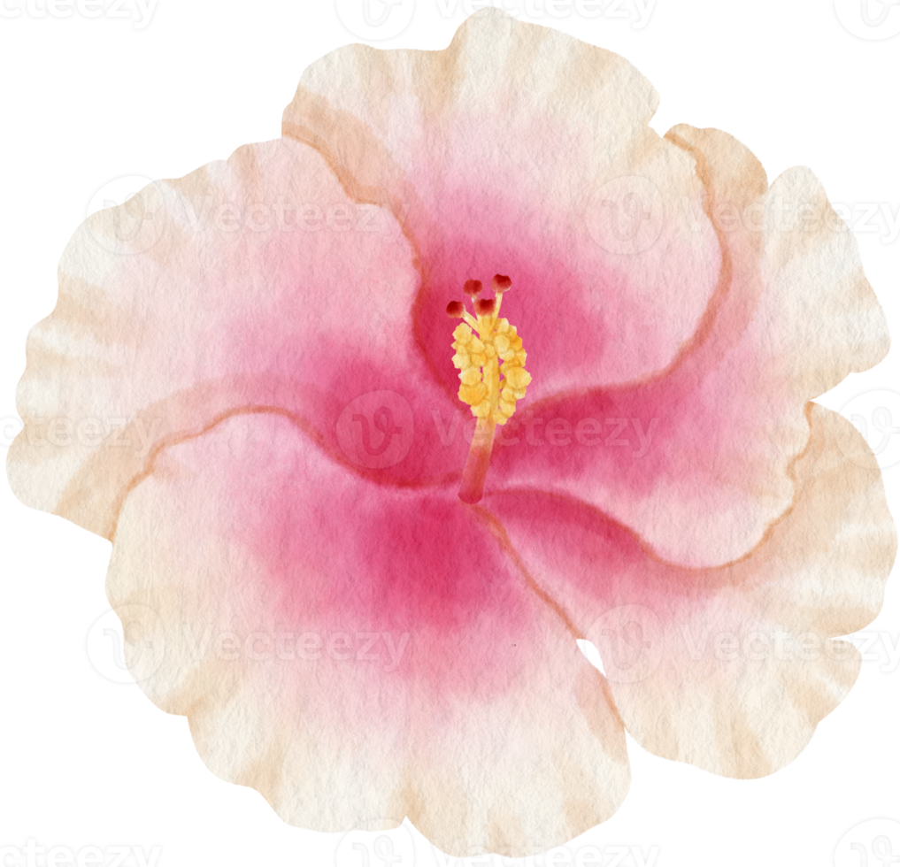 Pink hibiscus flower watercolor style for Decorative Element png