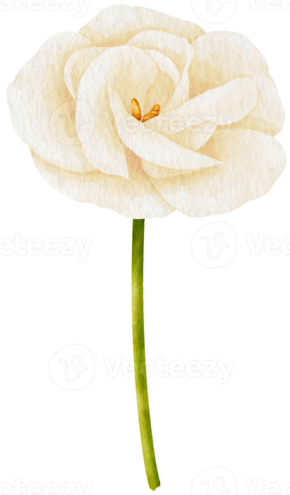 Free estilo de acuarela de flor de lisianthus blanco para elemento  decorativo 9788447 PNG with Transparent Background