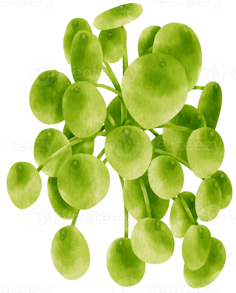 Peperomia houseplant watercolor illustration png