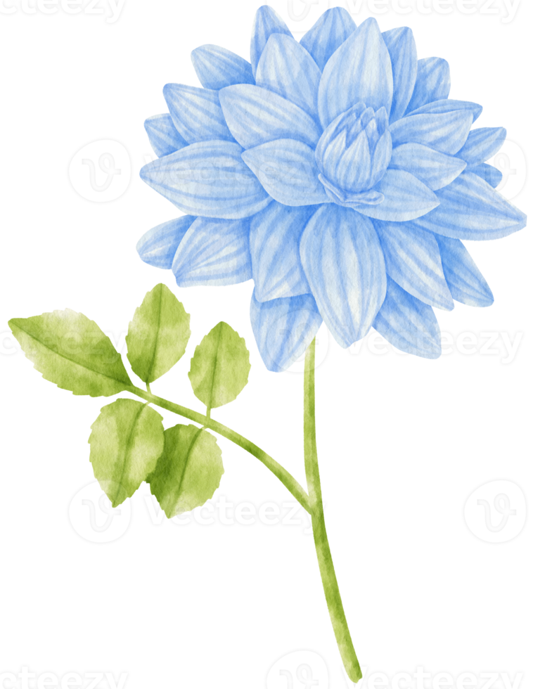 dahlia blue flowers watercolor illustration png