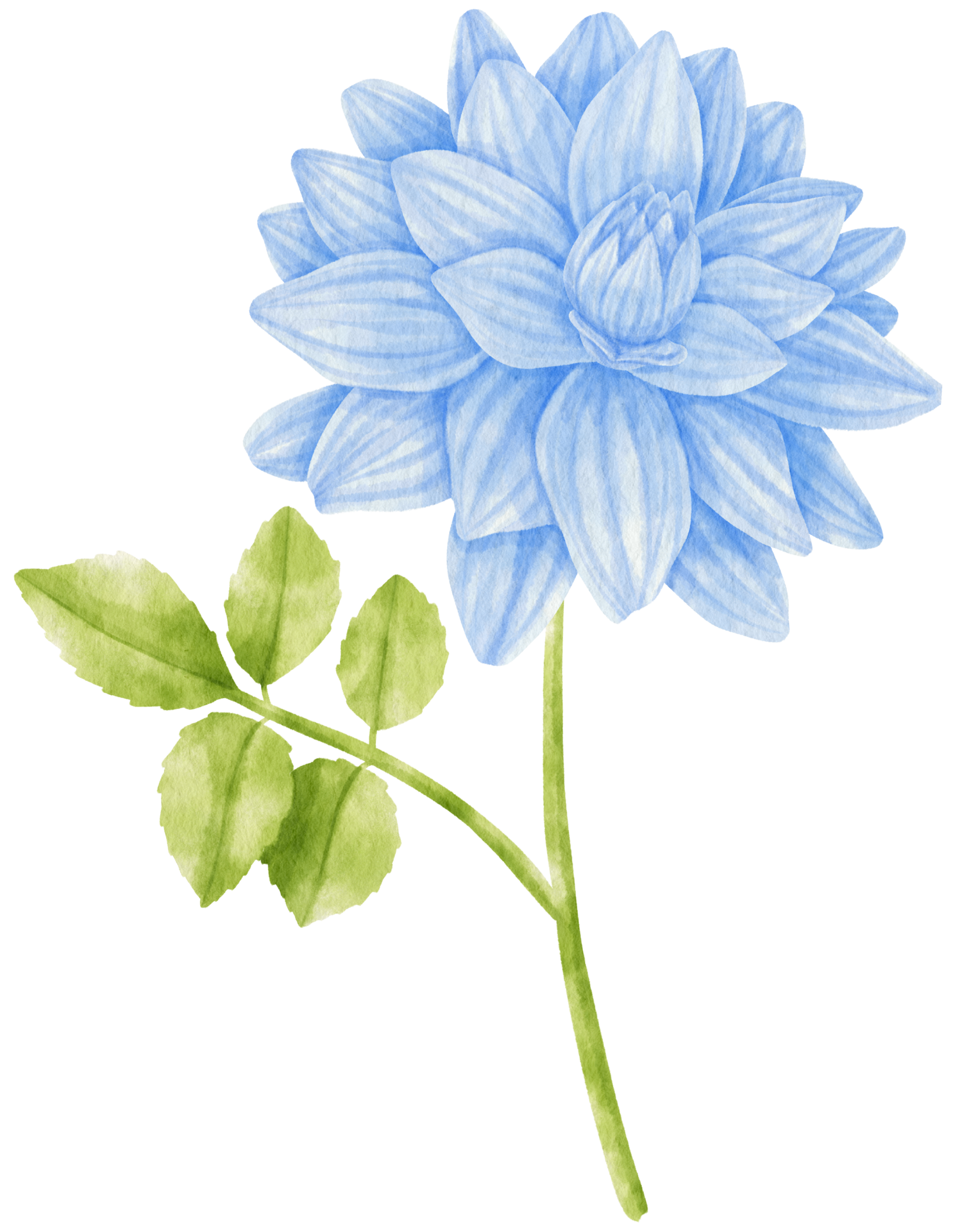 Free dalia azul flores acuarela ilustración 9788462 PNG with Transparent  Background