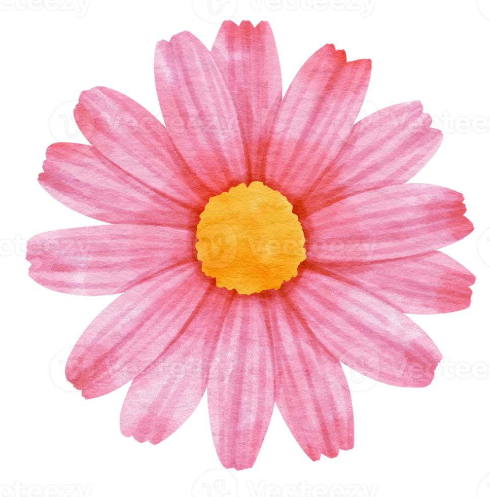 Pink flower watercolor painted for Decorative Element png