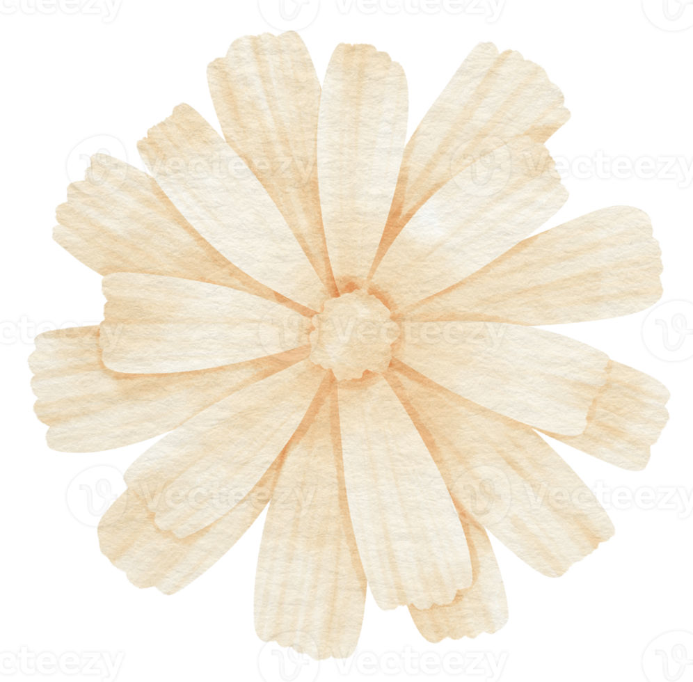 witte bloem aquarel geschilderd voor decoratief element png