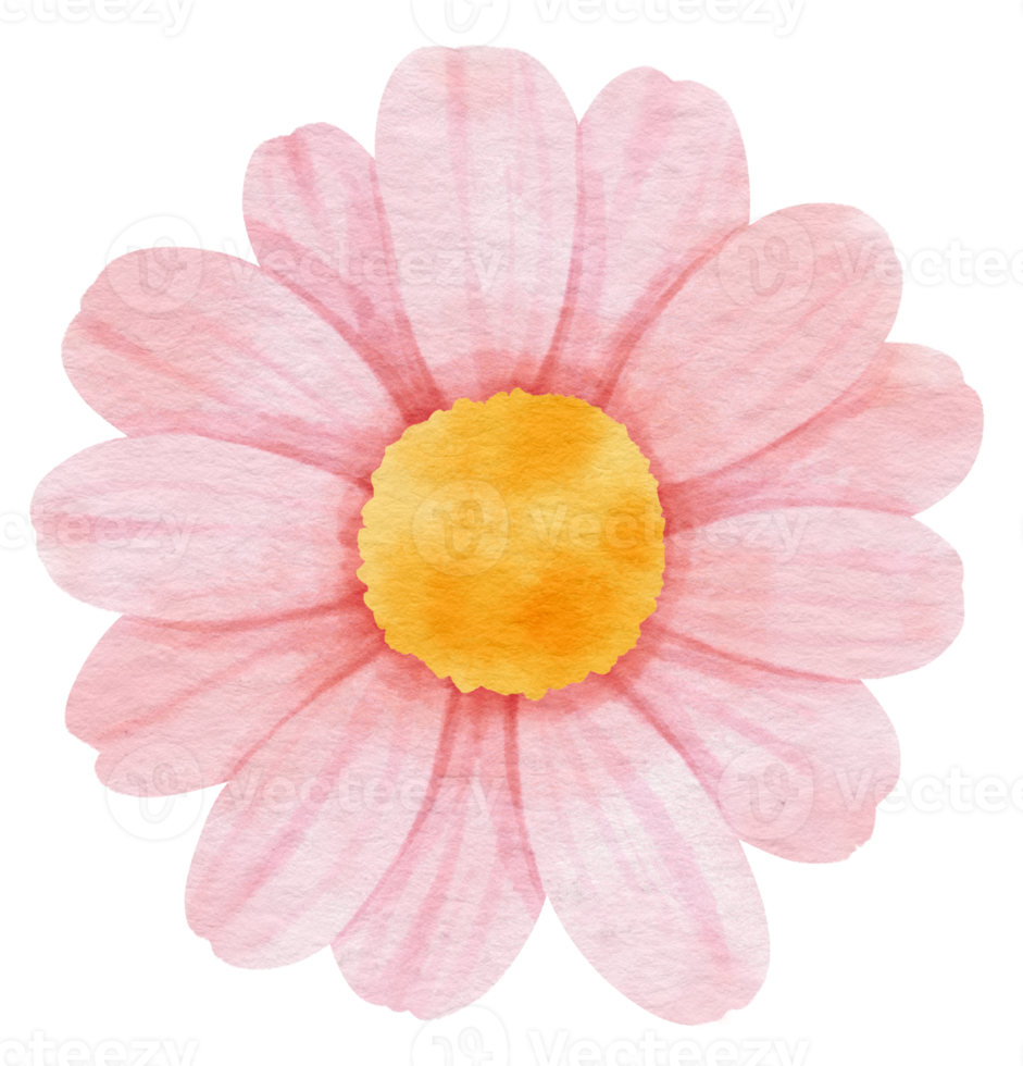 Pink flower watercolor painted for Decorative Element png