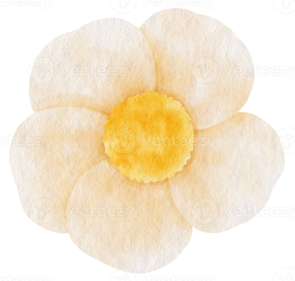 White flower watercolor painted for Decorative Element png