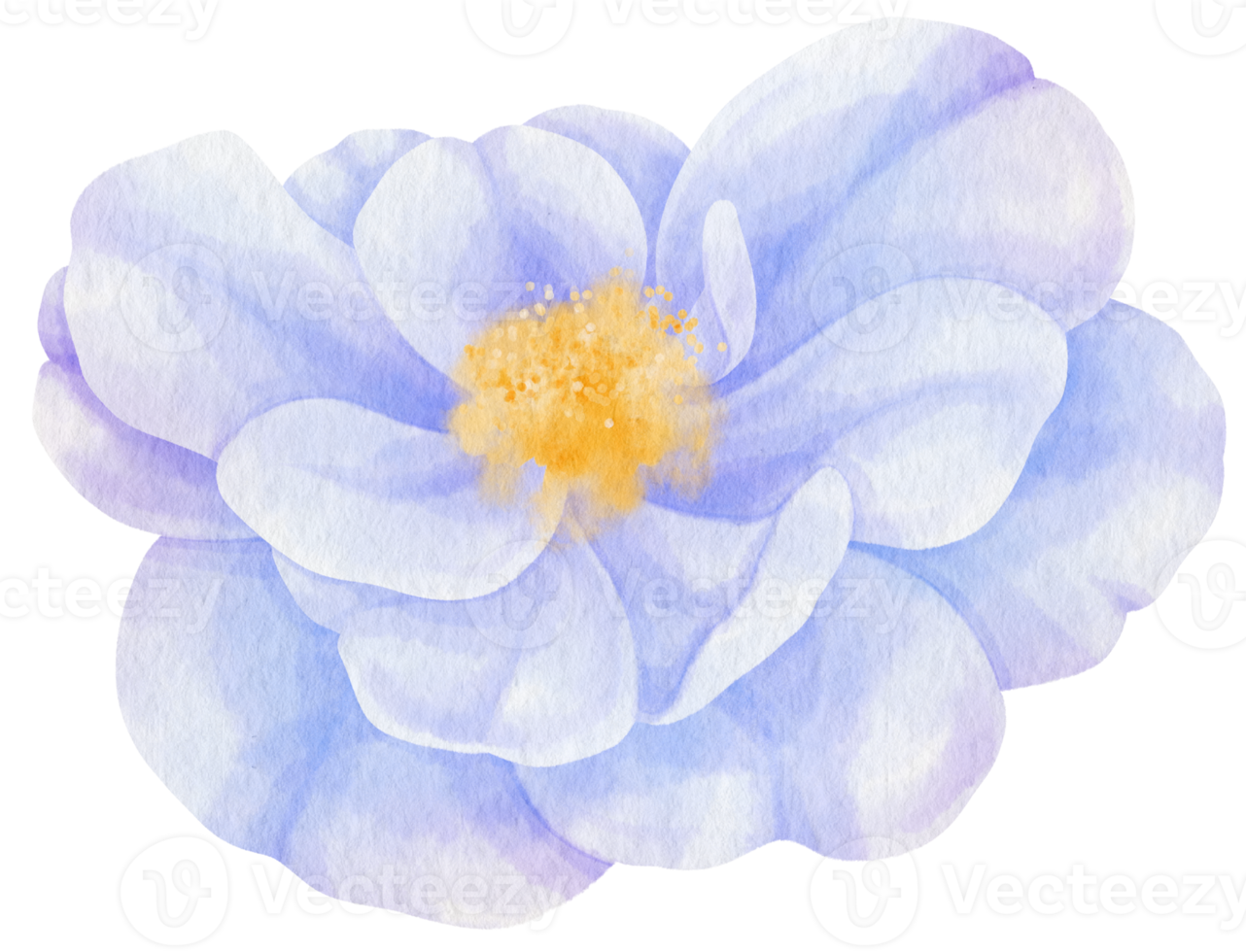 illustrazione dell'acquerello di fiori blu rosa png