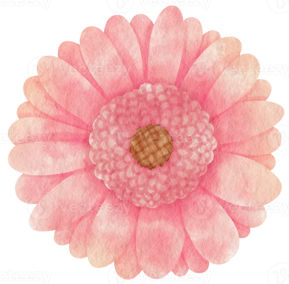 acuarela de flor rosa pintada para elemento decorativo png