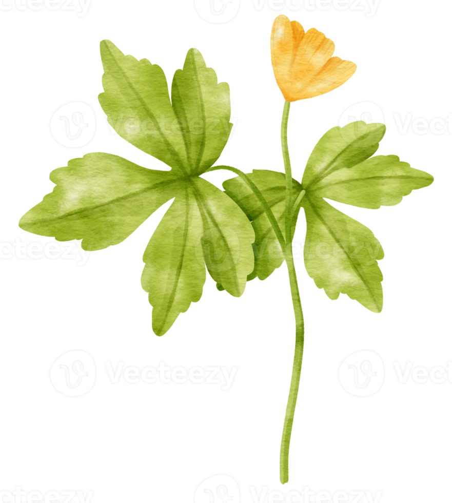 Branch of yellow flower blossom with leaves  watercolor style for Decorative Element png