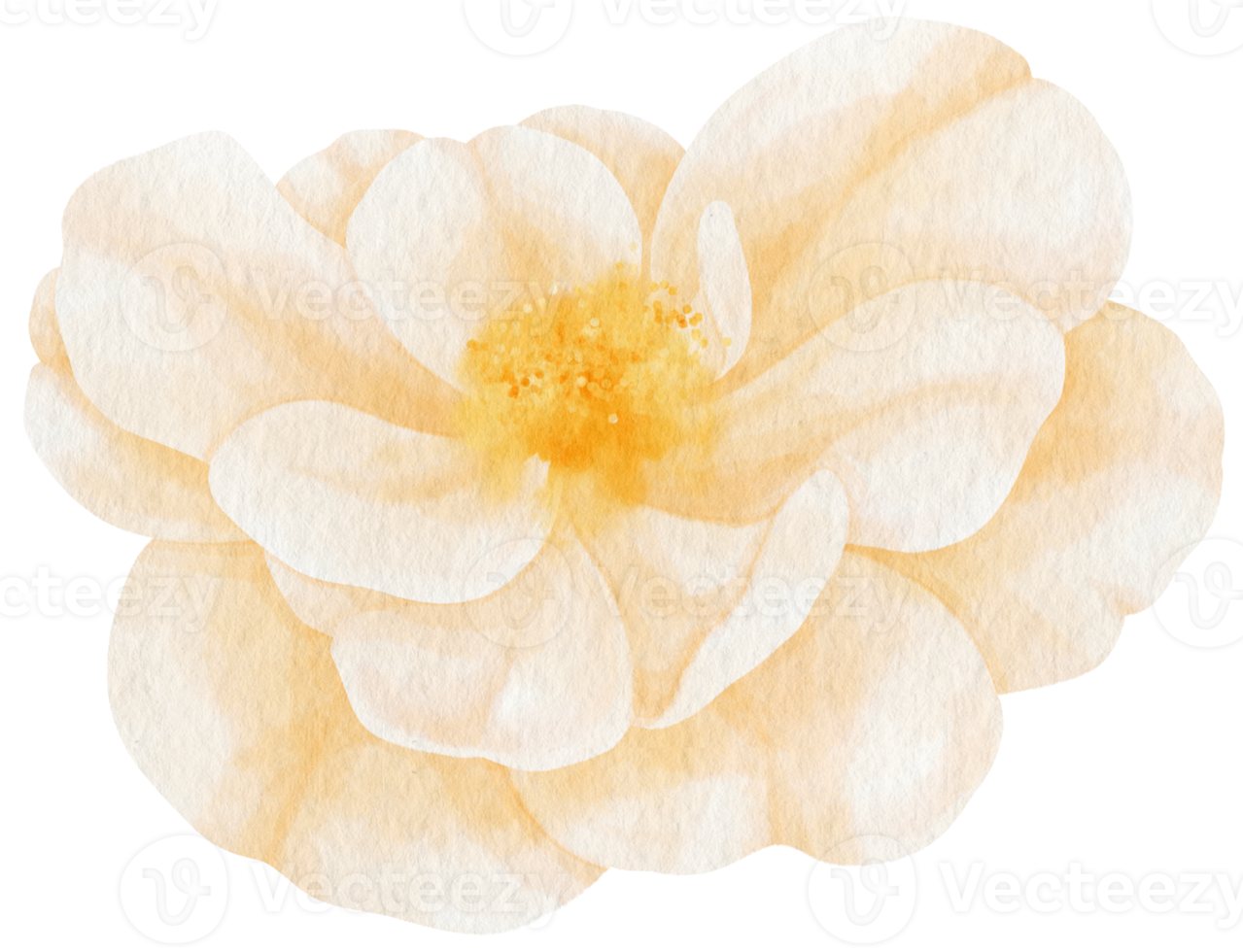 White rose flowers watercolor illustration png