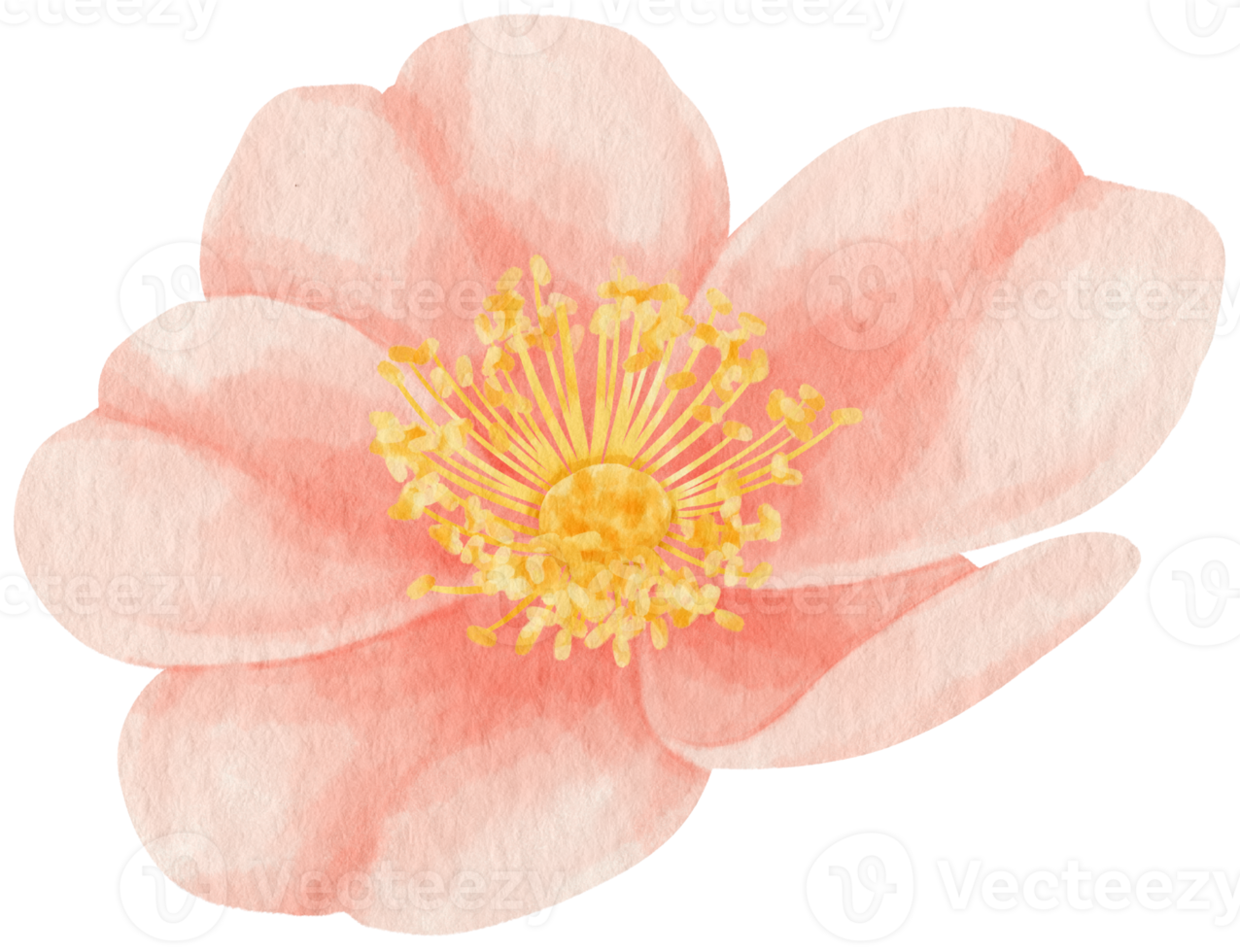 rosa ros blommor akvarell illustration png