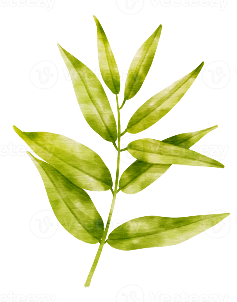 Branch of Green Leaf watercolor style for Decorative Element png