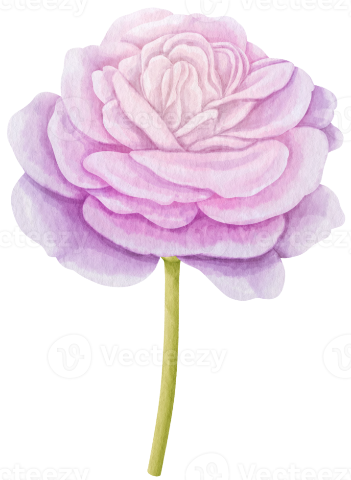 Purple rose flowers watercolor illustration png