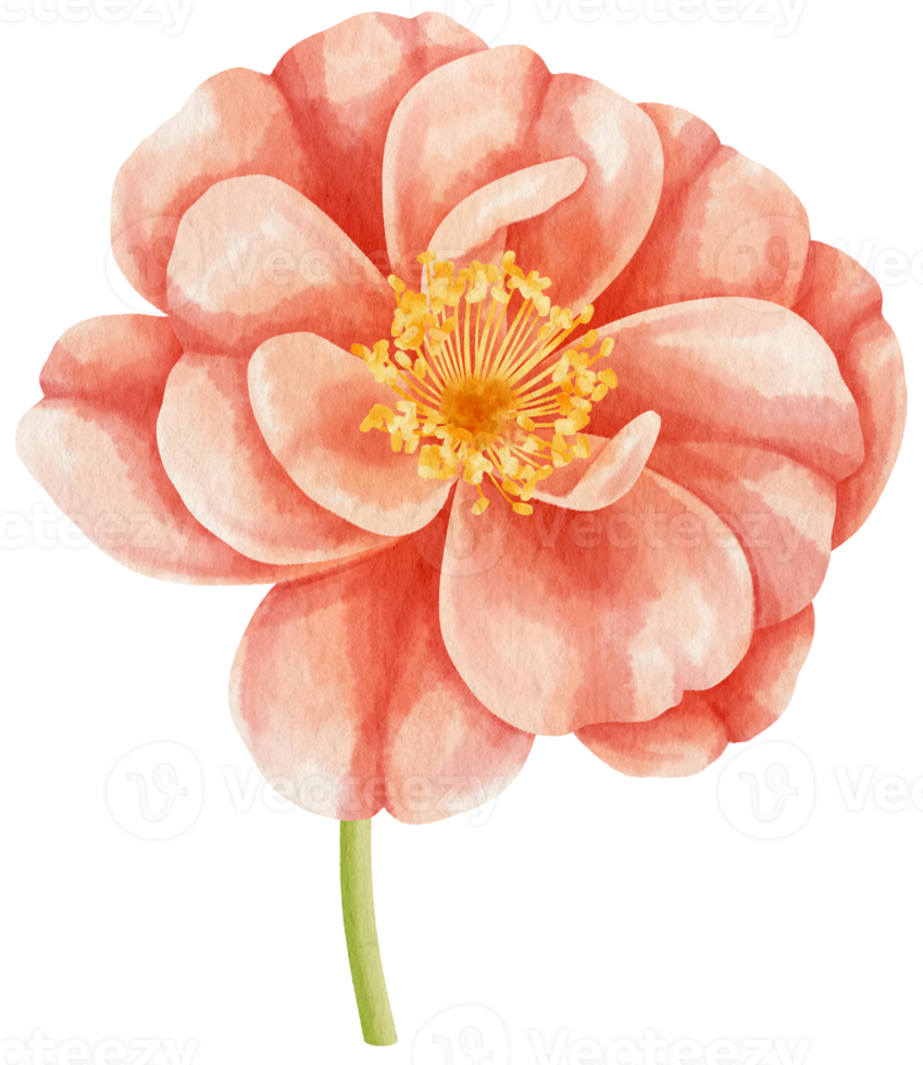 Red rose flowers watercolor illustration png