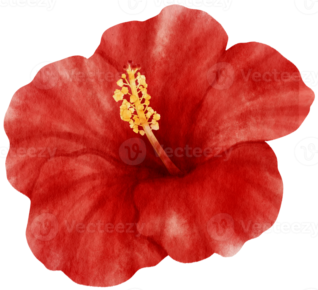 estilo aquarela de flor de hibisco vermelho para elemento decorativo png