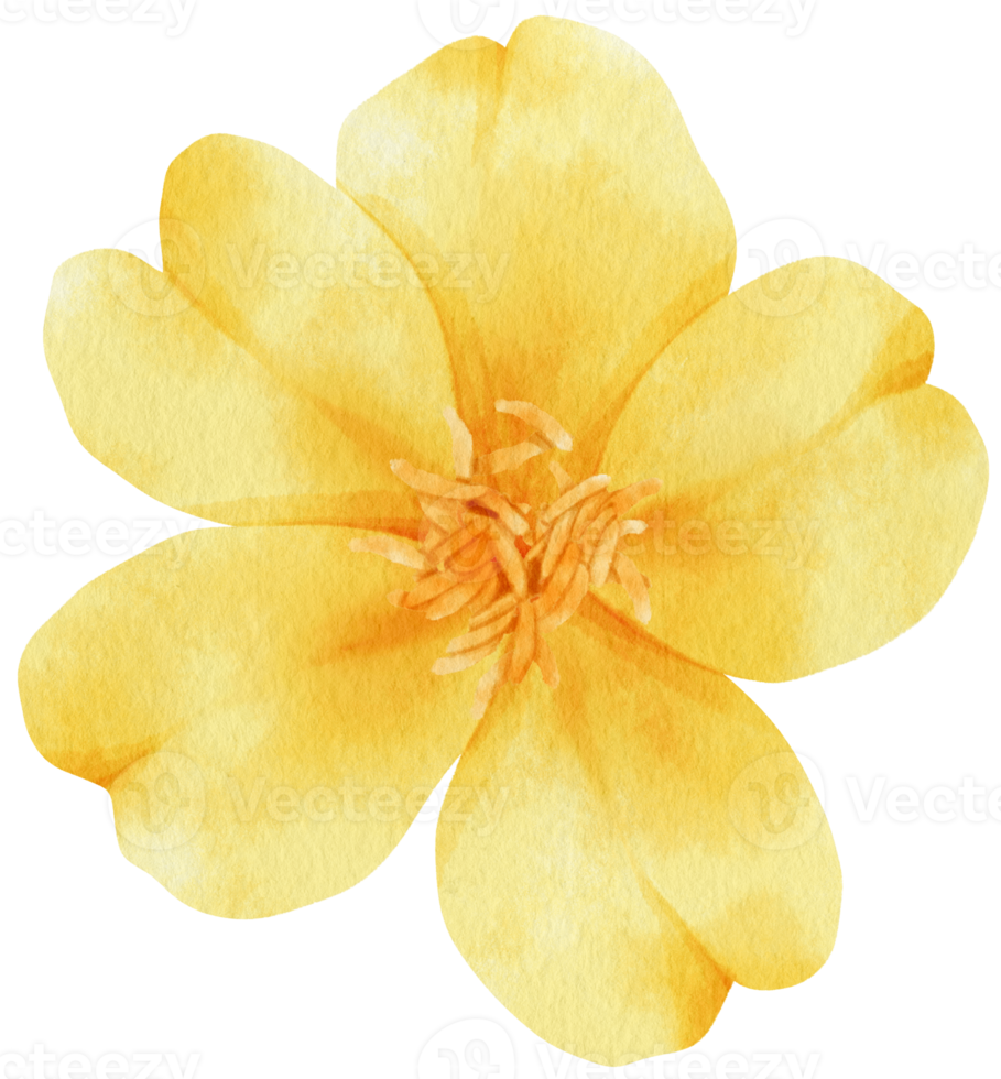 Yellow flowers watercolor illustration png