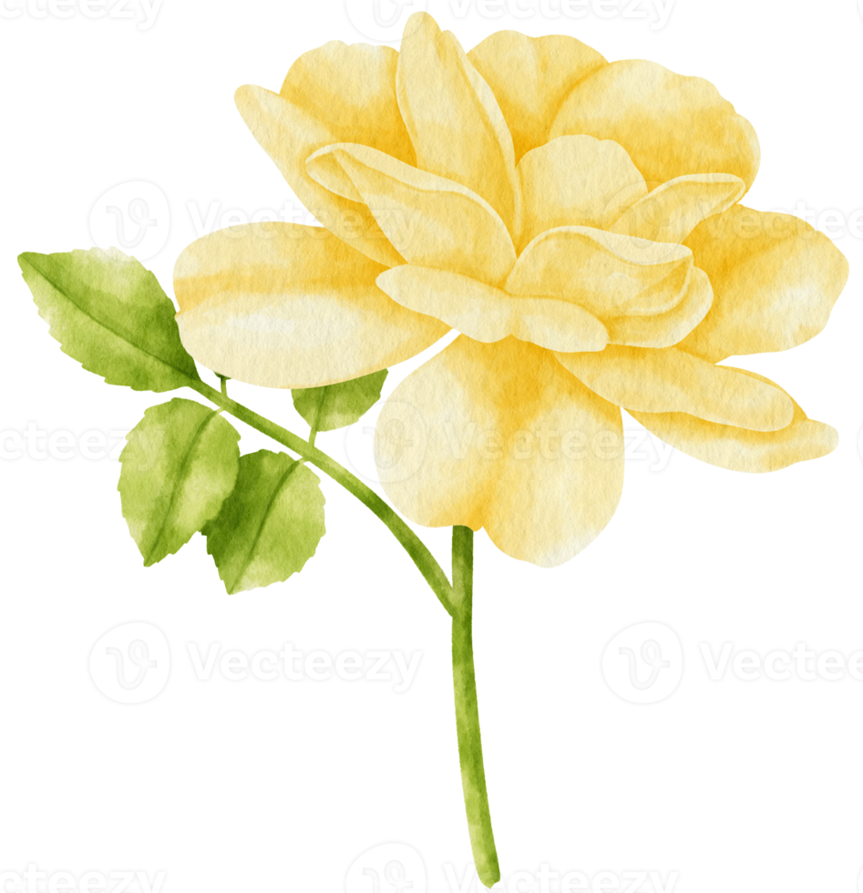 Yellow rose flowers watercolor illustration png