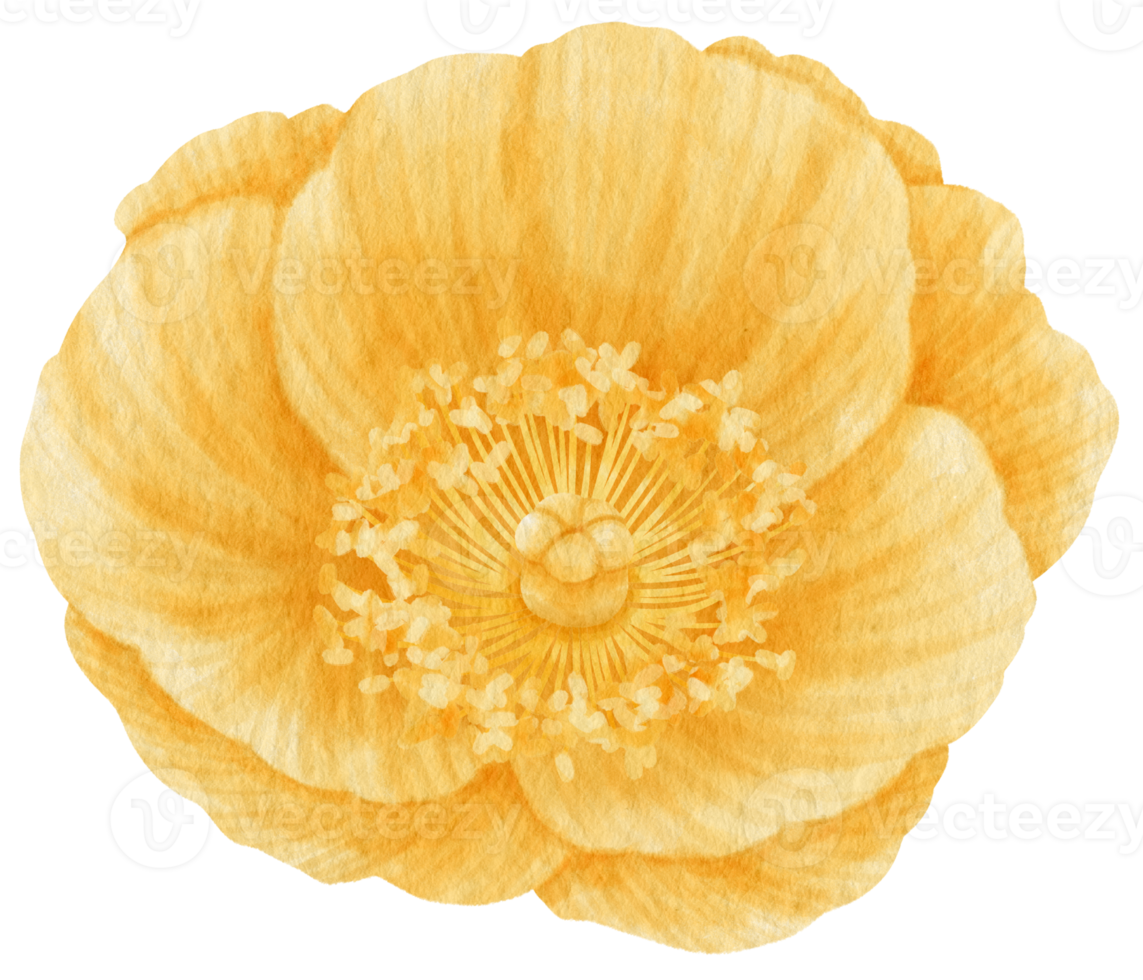 Yellow poppy flowers watercolor illustration png