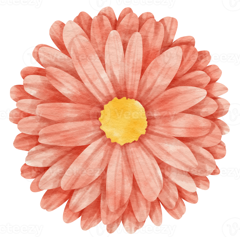 Red flower watercolor painted for Decorative Element png