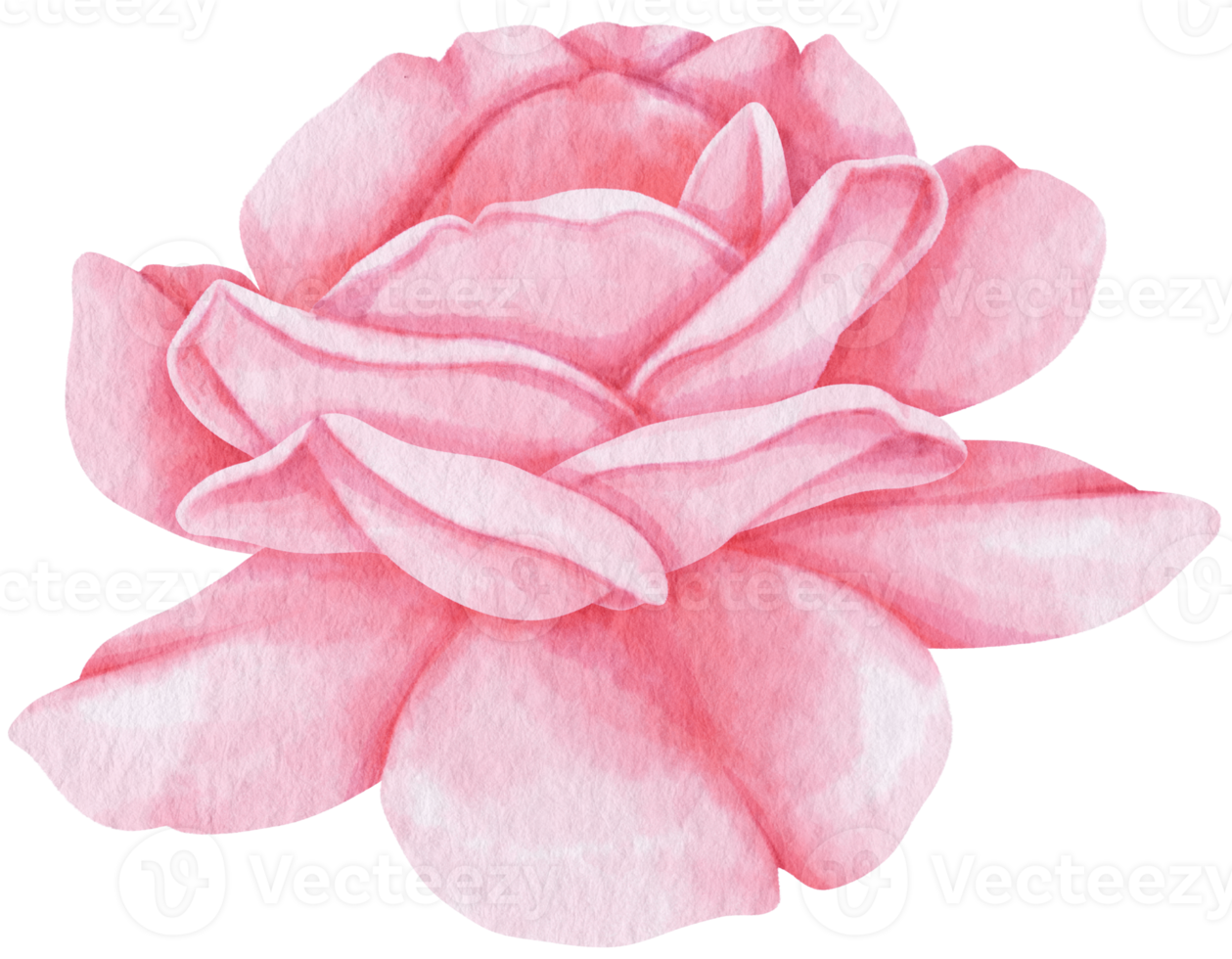 Pink rose flower watercolor style for Decorative Element png