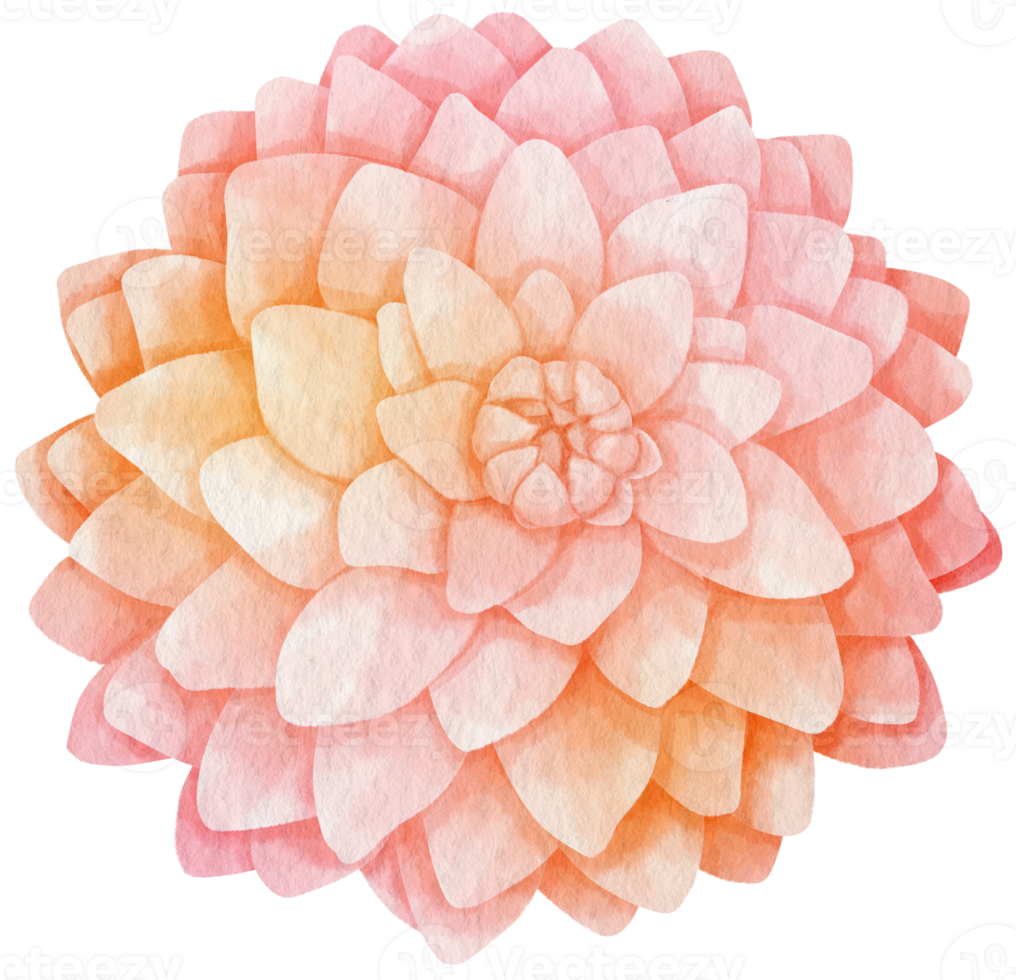 Pink dahlia flower watercolor style for Decorative Element png