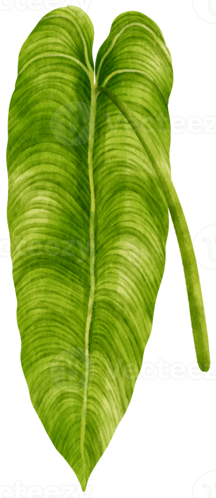 illustrazione tropicale dell'acquerello della foglia di anthurium png