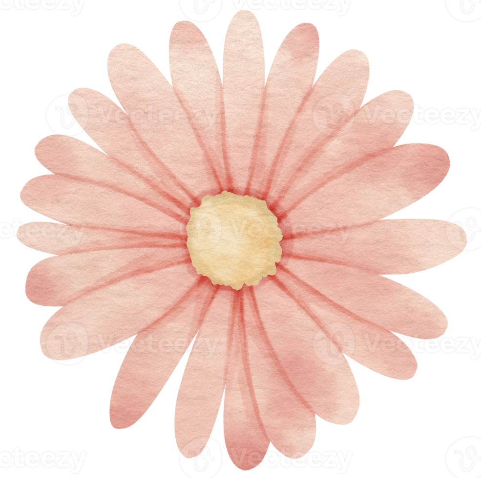 Pink flower watercolor painted for Decorative Element png