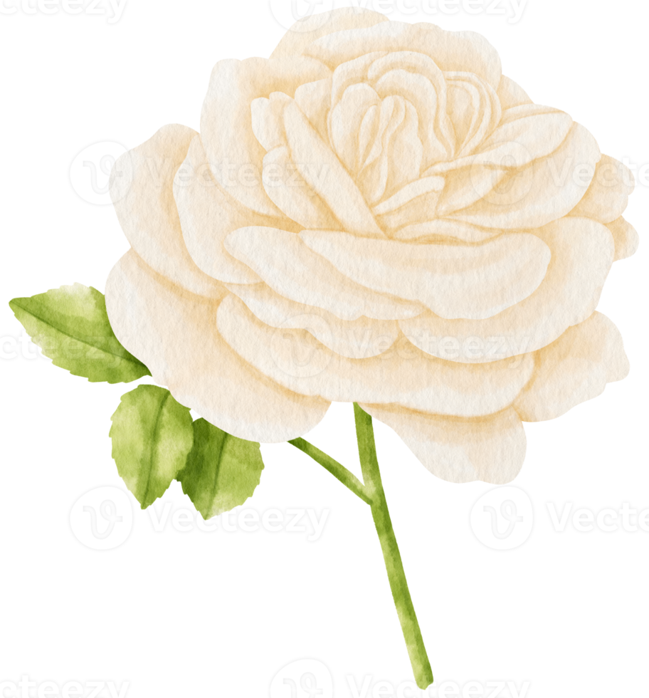 rosa blanca flores acuarela ilustración png