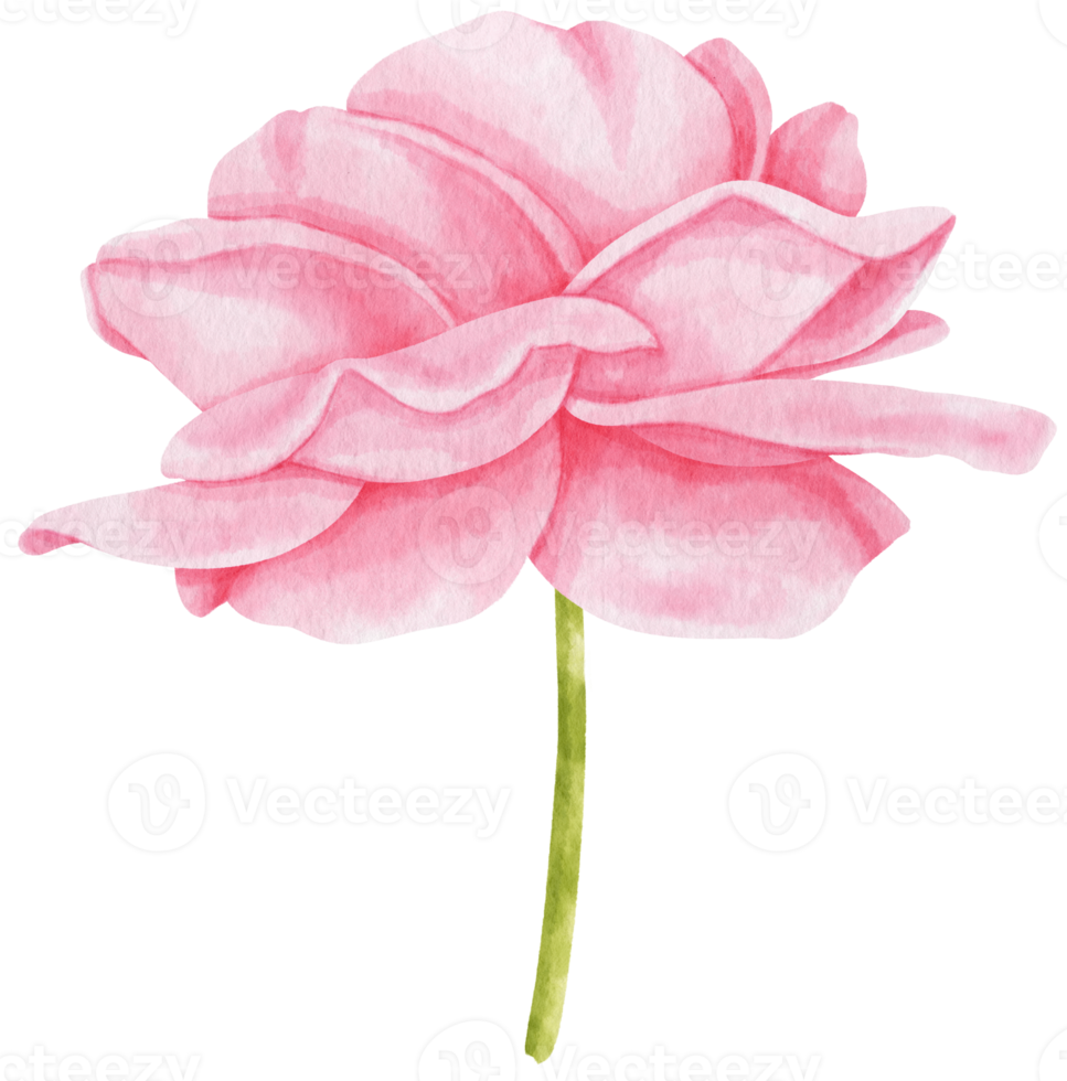 illustrazione dell'acquerello di fiori di rosa rosa png