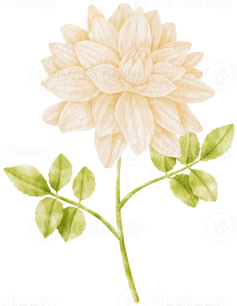White dahlia flowers watercolor illustration png