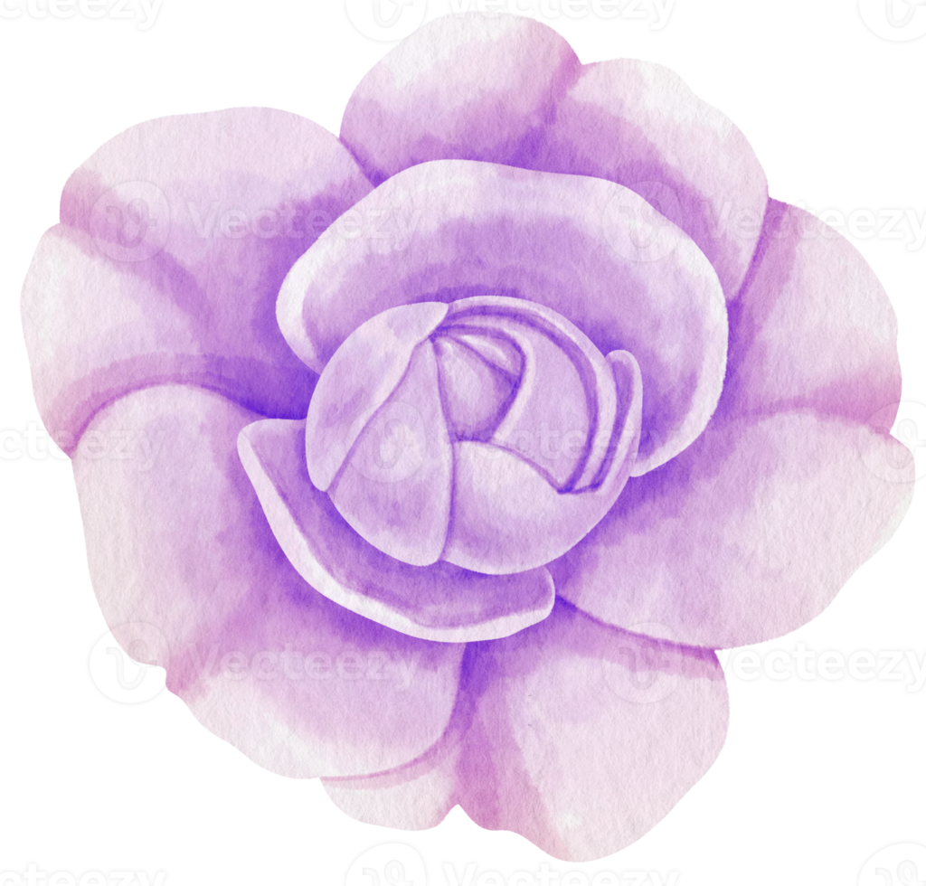 illustrazione dell'acquerello di fiori di rosa viola png