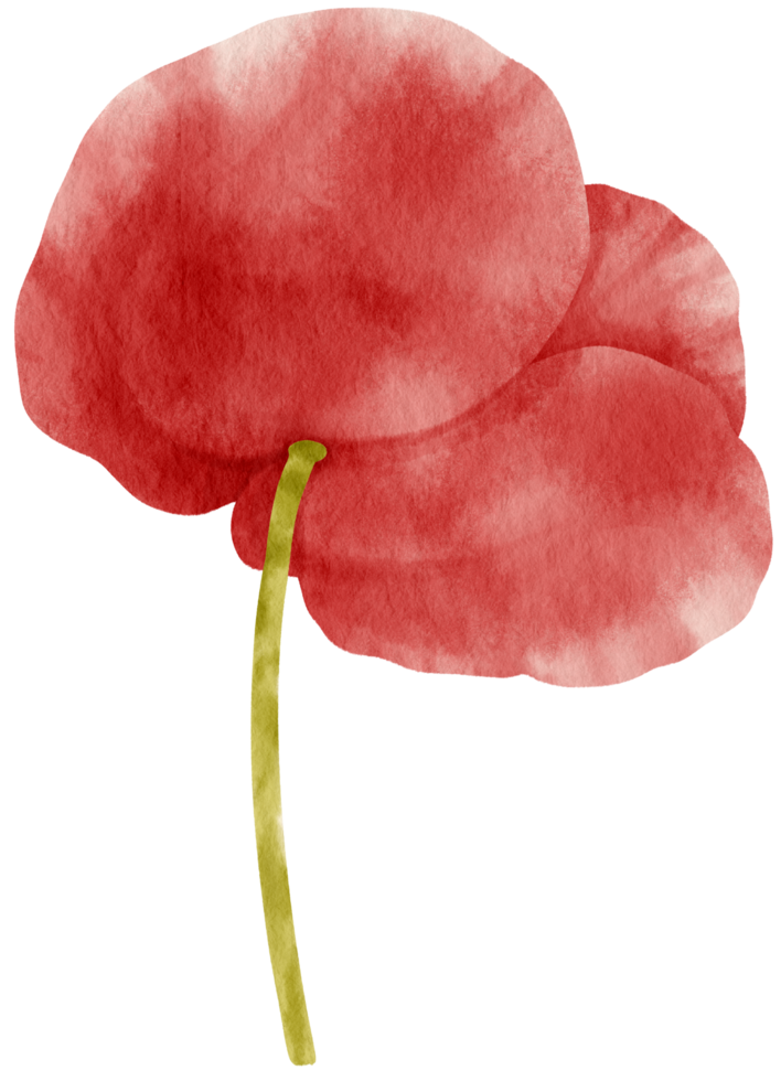 Red poppy flowers watercolor illustration png