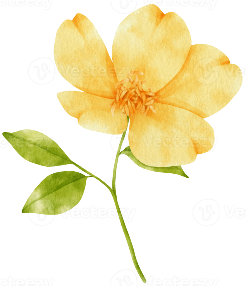 Yellow flowers watercolor illustration png