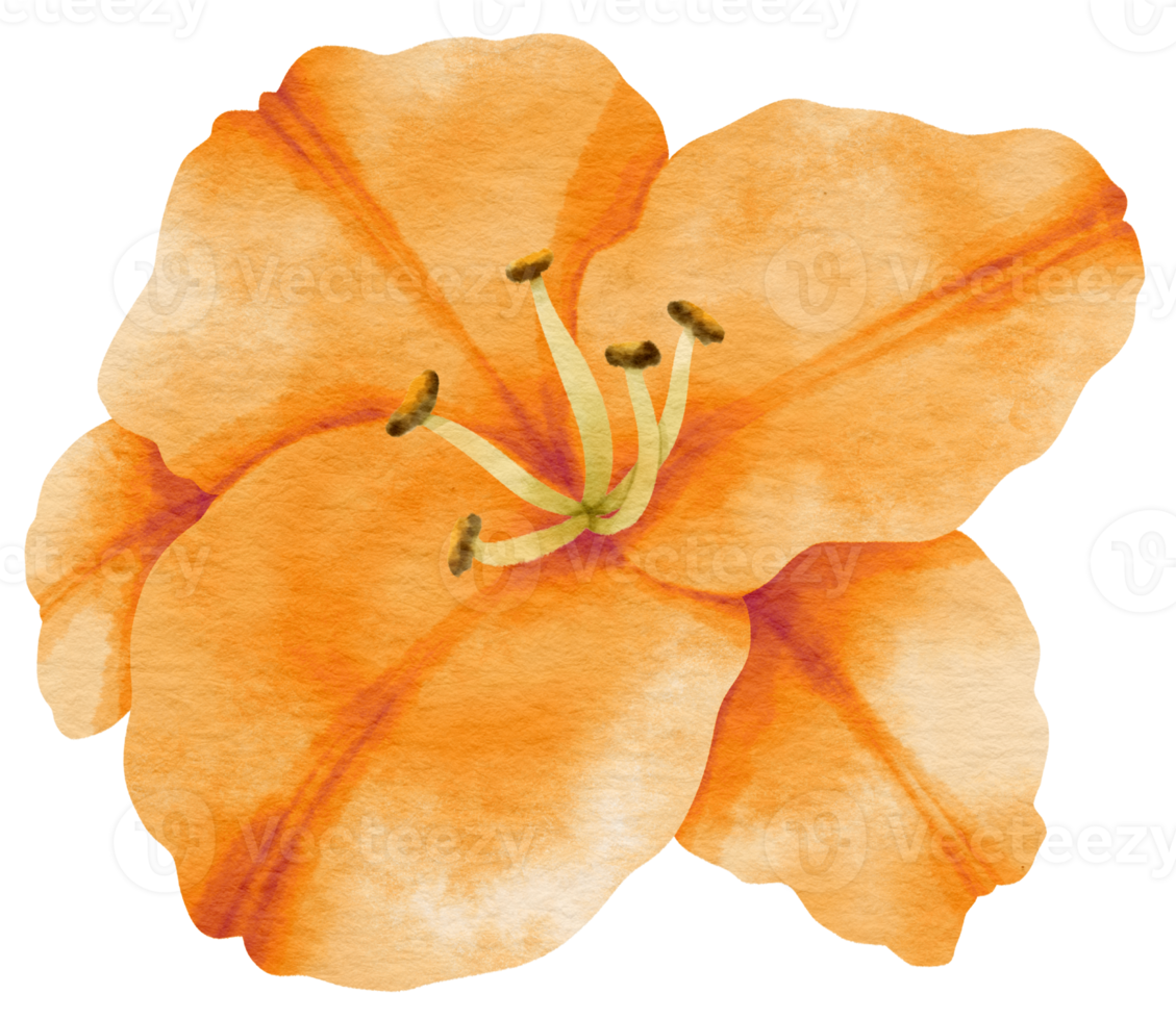 Orange lily flower watercolor painted for Decorative Element png