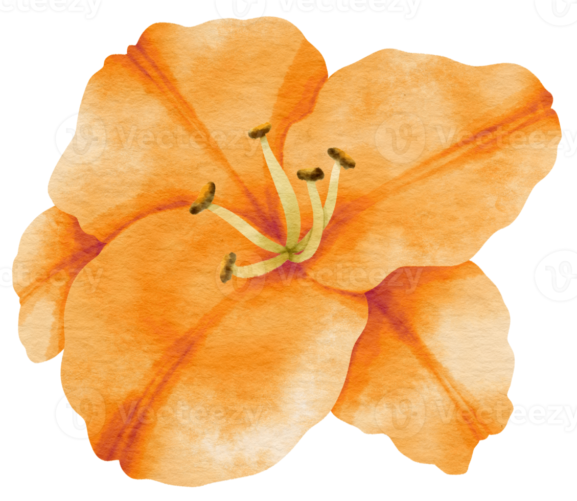 oranje lelie bloem aquarel geschilderd voor decoratief element png