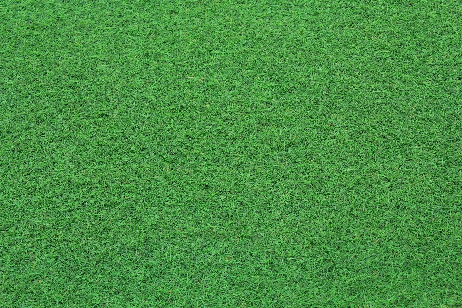 Green grass texture for background. Green lawn pattern and texture background. Close-up. photo