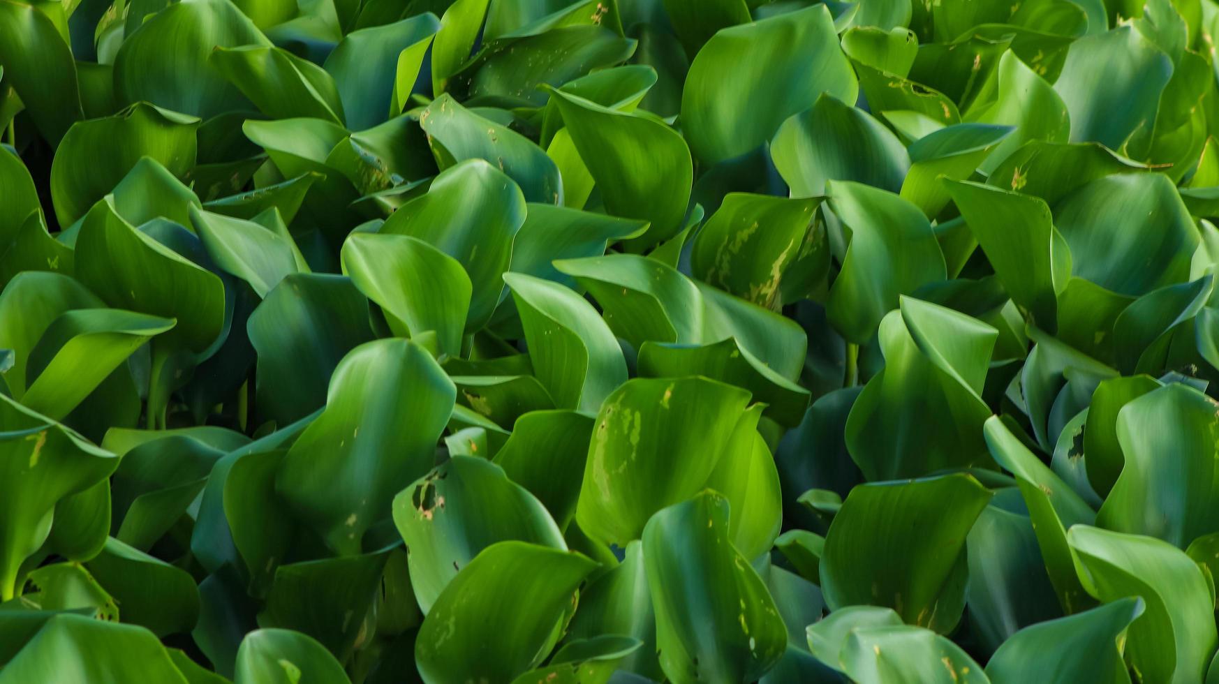 Water hyacinth on the side of the river background photo