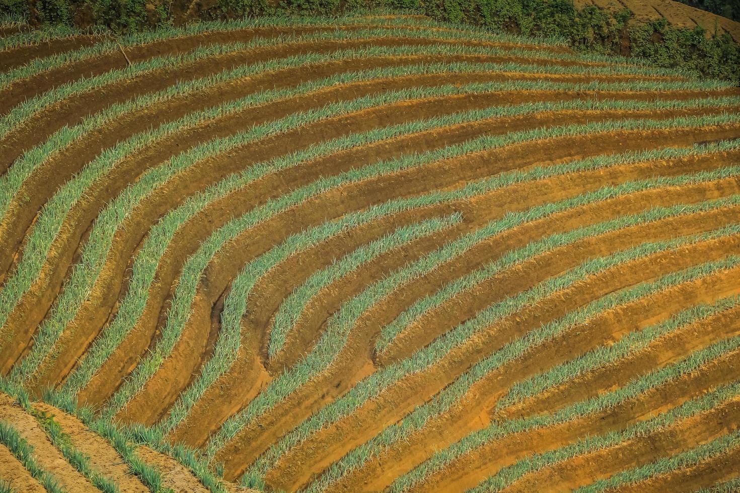 Terraced rice field in harvest season, popular travel destination. photo