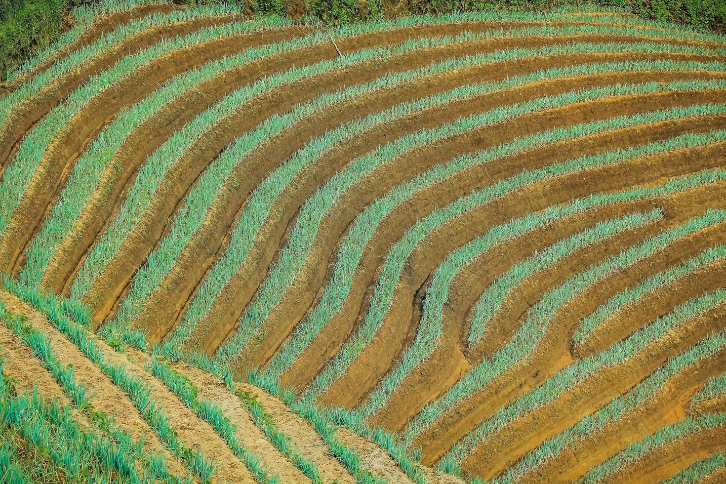 Terraced rice field in harvest season, popular travel destination. photo