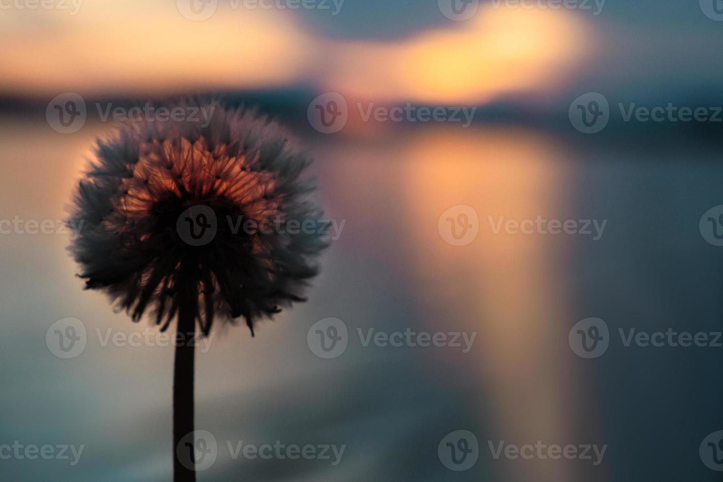 dandelion on the background of the sea, at sunset photo