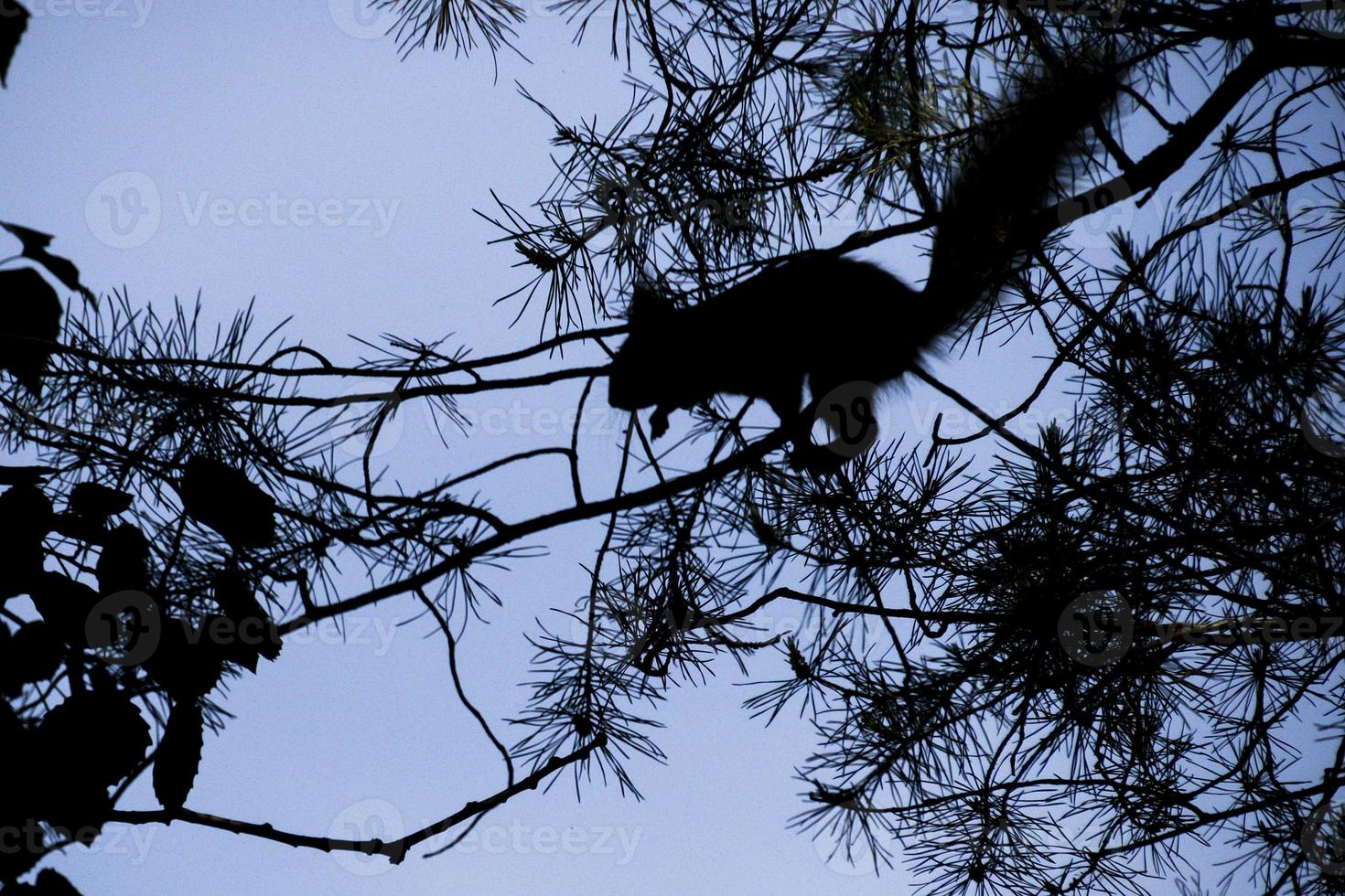 twilight, a squirrel on a tree will jump photo
