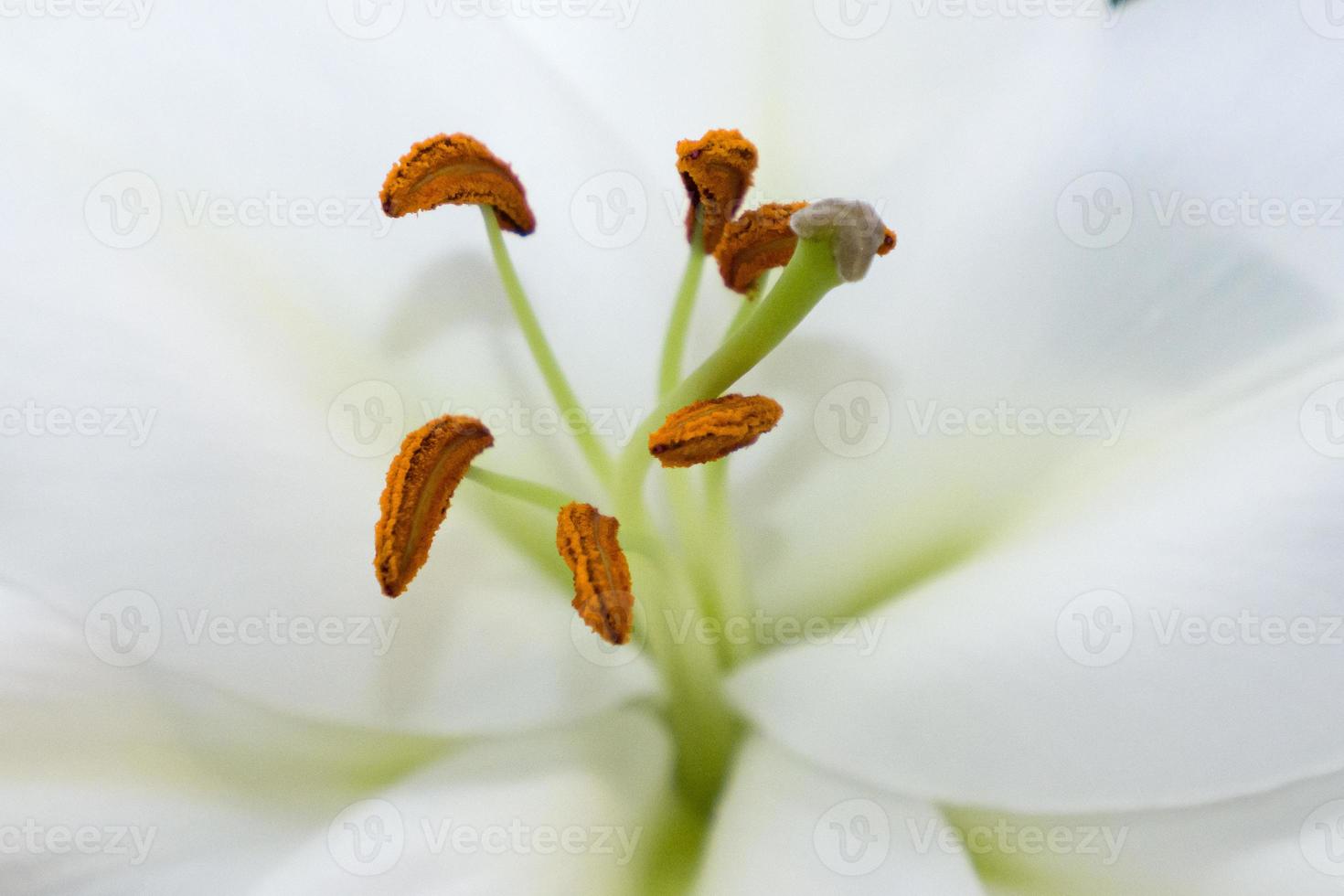 the lily stamen and pistil, macro photo