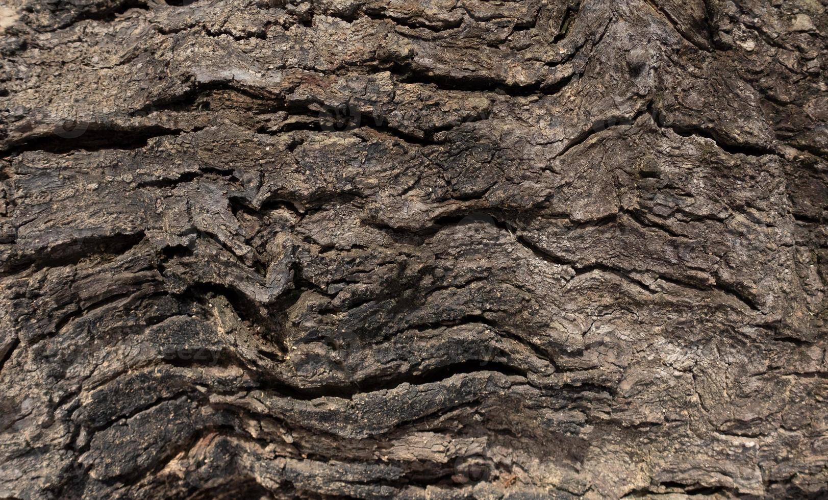 Close-up bright wood texture. Old wood surface with abstract texture motif photo