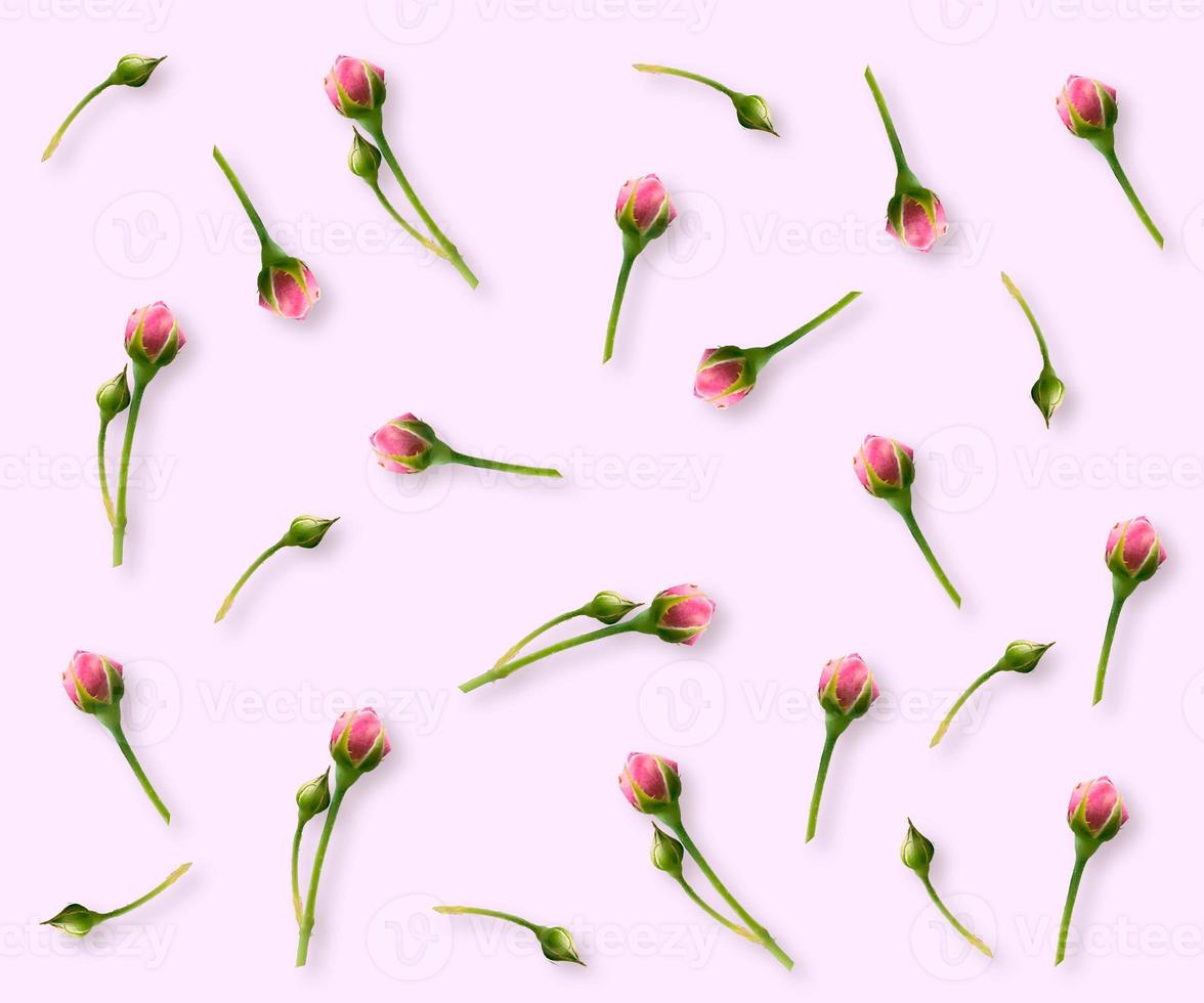 pink roses on a white background. photo