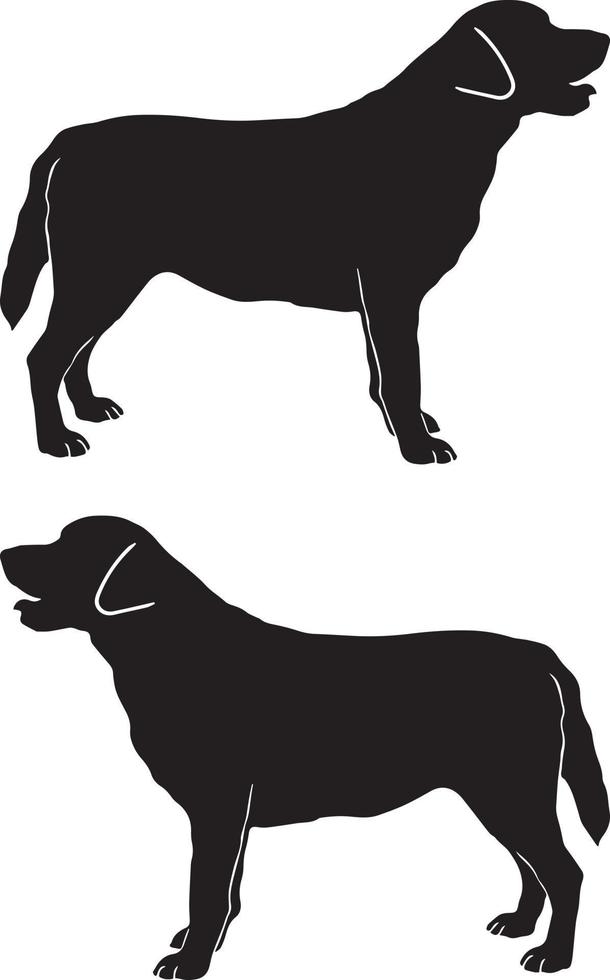 Labrador Retriever 2 vector
