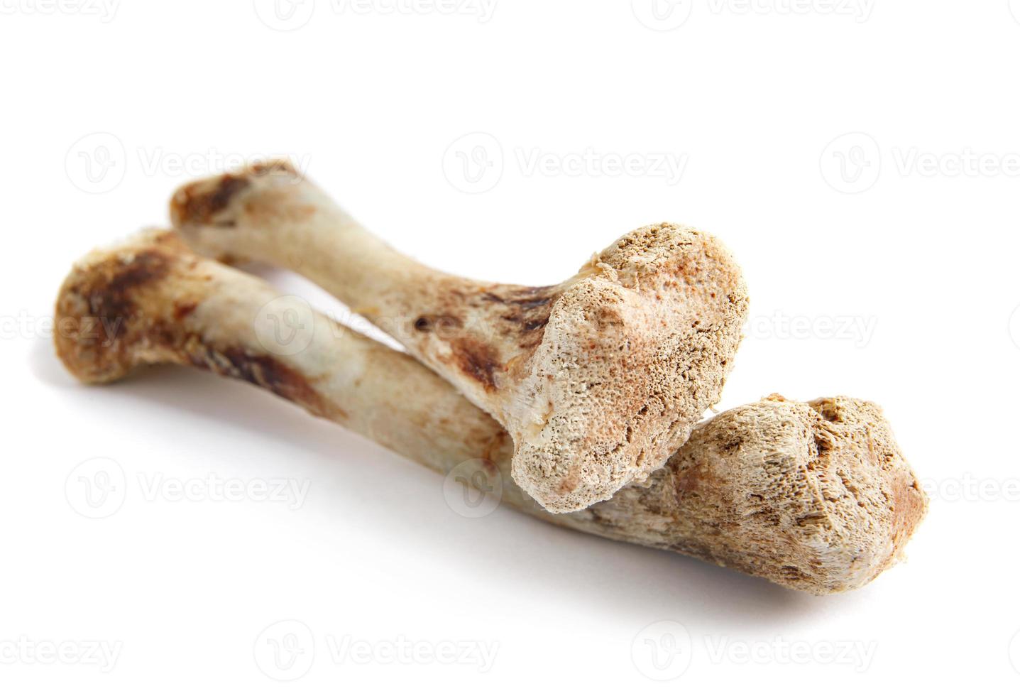Two chicken bones are isolated on a white background. photo
