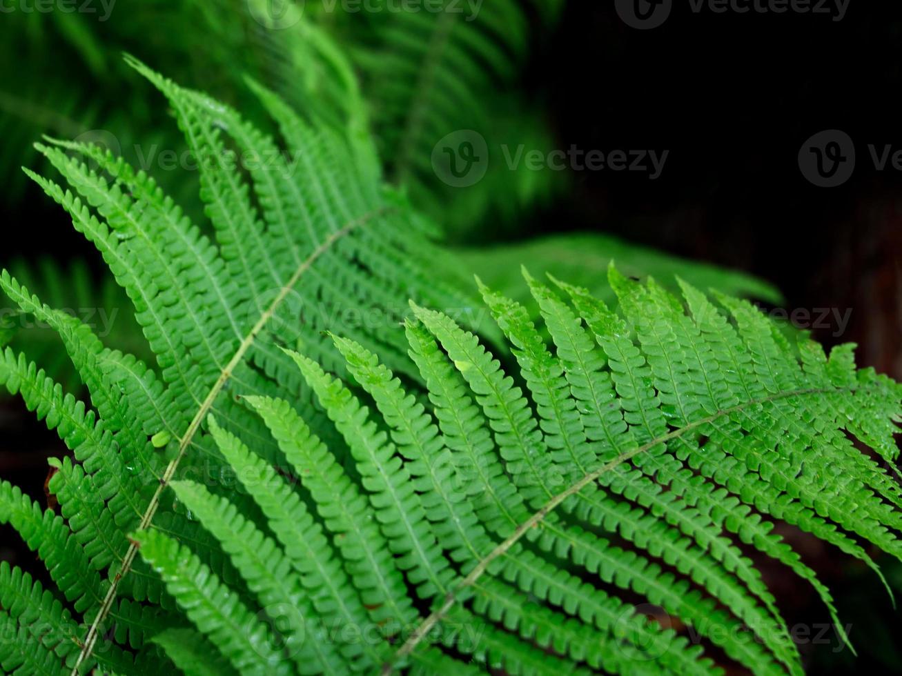 árbol de helecho verde que crece en verano. helecho con hojas verdes sobre fondo natural. foto